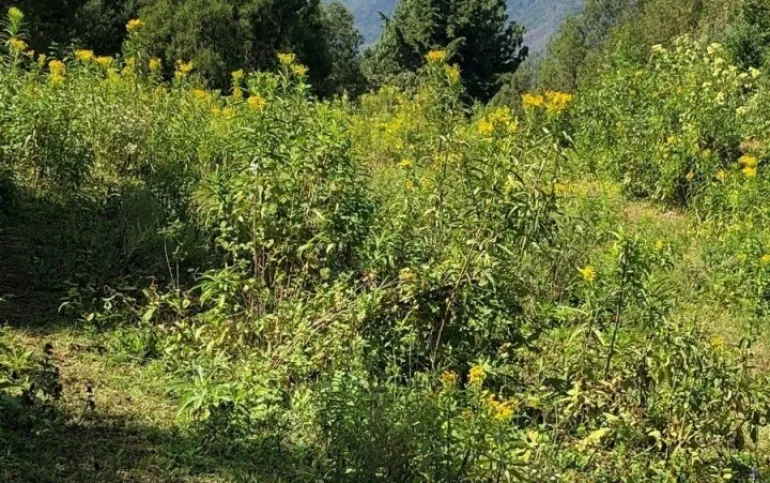 LINDO TERRENO EN  VENTA EN MALINALCO