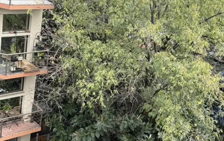 Se vende casa como terreno en la condesa calle antonio sola