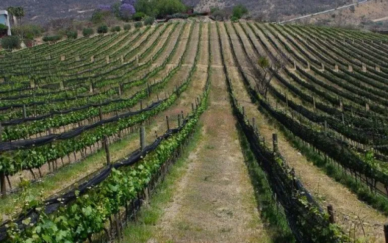 Terreno en Viñedos de San Miguel de Allende