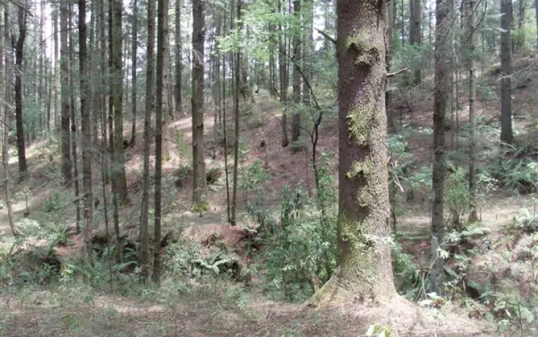 Propiedad con bosque, servicios y potencial de desarrollo a 20 minutos de Interlomas y Zona Esmeralda